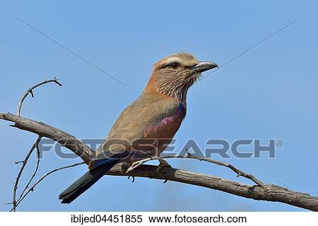 Lillac-breasted Roller (Coracias caudatus), perched on a branch, Kruger National Park, South Africa, Africa View Large Photo Image Stock Photography - Lillac-breasted Roller (Coracias caudatus), perched on a branch, Kruger National Park, South Africa, Africa. Fotosearch