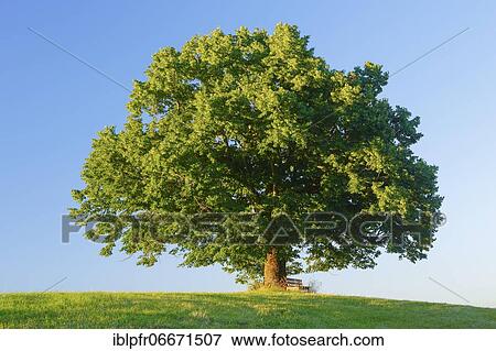 Lime tree and bench, Bern, Switzerland, Europe View Large Photo Image Stock Photo - Lime tree and bench, Bern, Switzerland, Europe. Fotosearch