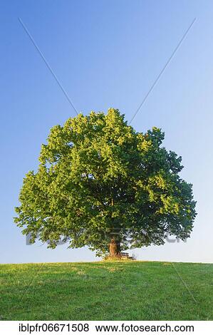 Lime tree and bench, Bern, Switzerland, Europe View Large Photo Image Stock Photo - Lime tree and bench, Bern, Switzerland, Europe. Fotosearch
