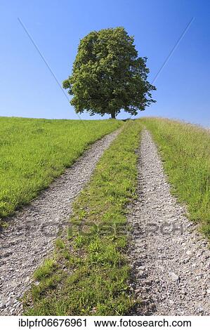 Lime tree and field path, Zurich Oberland, Switzerland, Europe View Large Photo Image Stock Image - Lime tree and field path, Zurich Oberland, Switzerland, Europe. Fotosearch