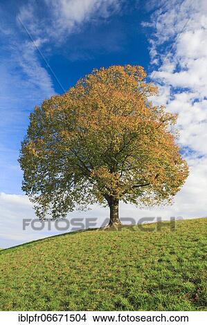 Picture - Lime tree, Emmental, Bern. Fotosearch