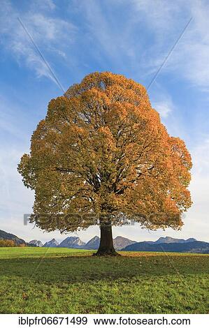Stock Photo - Lime tree in autumn, Switzerland, Europe. Fotosearch
