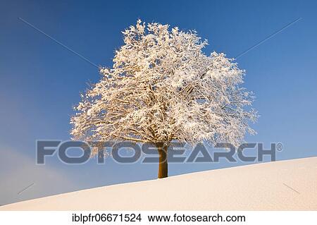 Lime tree in winter, Switzerland, Europe View Large Photo Image Picture - Lime tree in winter, Switzerland, Europe. Fotosearch