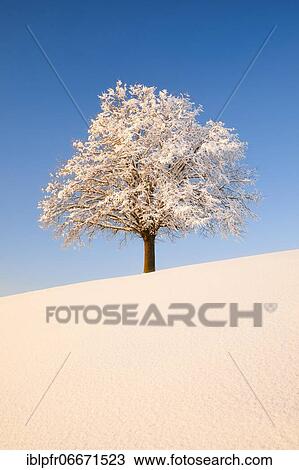 Lime tree in winter, Switzerland, Europe View Large Photo Image Stock Image - Lime tree in winter, Switzerland, Europe. Fotosearch