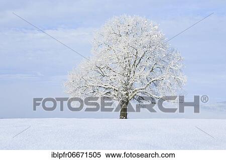 Lime tree in winter, Switzerland, Europe View Large Photo Image Stock Photography - Lime tree in winter, Switzerland, Europe. Fotosearch