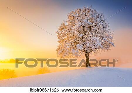 Stock Photography - Lime tree in winter, Switzerland, Europe. Fotosearch