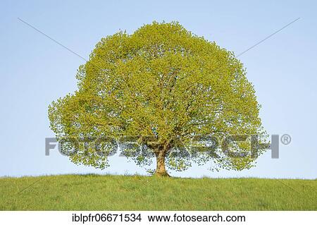 Lime tree near Ebmatingen in the Zurich Oberland, Switzerland, Europe View Large Photo Image Picture - Lime tree near Ebmatingen in the Zurich Oberland, Switzerland, Europe. Fotosearch