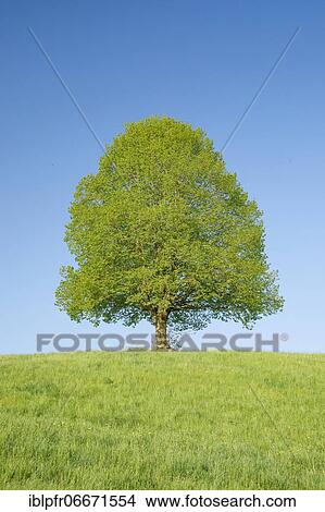 Picture - Lime tree near Ebmatingen in the Zurich Oberland, Switzerland, Europe. Fotosearch
