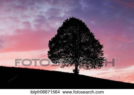 Lime tree near Ebmatingen in the Zurich Oberland, Switzerland, Europe View Large Photo Image Picture - Lime tree near Ebmatingen in the Zurich Oberland, Switzerland, Europe. Fotosearch