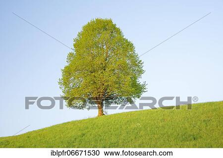 Lime tree near Ebmatingen in the Zurich Oberland, Switzerland, Europe View Large Photo Image Stock Image - Lime tree near Ebmatingen in the Zurich Oberland, Switzerland, Europe. Fotosearch