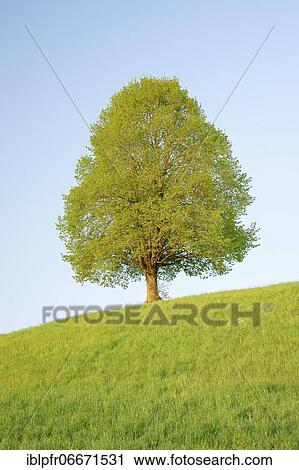 Stock Image - Lime tree near Ebmatingen in the Zurich Oberland, Switzerland, Europe. Fotosearch