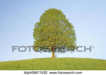 Stock Image - Lime tree near Ebmatingen in the Zurich Oberland, Switzerland, Europe. Fotosearch