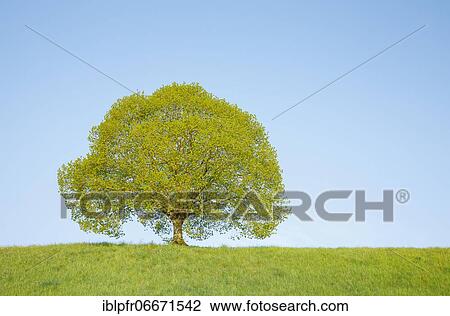 Lime tree near Ebmatingen in the Zurich Oberland, Switzerland, Europe View Large Photo Image Stock Image - Lime tree near Ebmatingen in the Zurich Oberland, Switzerland, Europe. Fotosearch
