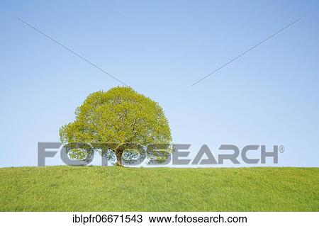 Lime tree near Ebmatingen in the Zurich Oberland, Switzerland, Europe View Large Photo Image Stock Image - Lime tree near Ebmatingen in the Zurich Oberland, Switzerland, Europe. Fotosearch