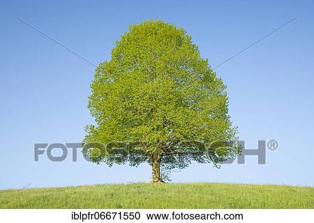 Stock Image - Lime tree near Ebmatingen in the Zurich Oberland, Switzerland, Europe. Fotosearch