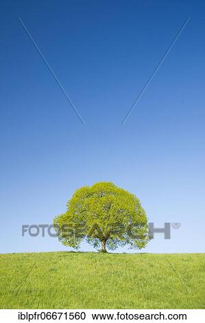Lime tree near Ebmatingen in the Zurich Oberland, Switzerland, Europe View Large Photo Image Stock Image - Lime tree near Ebmatingen in the Zurich Oberland, Switzerland, Europe. Fotosearch