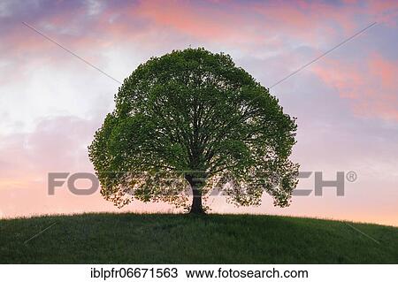 Lime tree near Ebmatingen in the Zurich Oberland, Switzerland, Europe View Large Photo Image Stock Image - Lime tree near Ebmatingen in the Zurich Oberland, Switzerland, Europe. Fotosearch