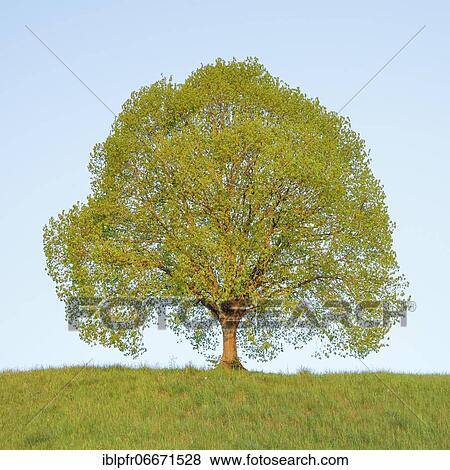 Lime tree near Ebmatingen in the Zurich Oberland, Switzerland, Europe View Large Photo Image Stock Photo - Lime tree near Ebmatingen in the Zurich Oberland, Switzerland, Europe. Fotosearch