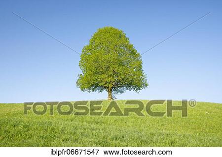 Lime tree near Ebmatingen in the Zurich Oberland, Switzerland, Europe View Large Photo Image Stock Photo - Lime tree near Ebmatingen in the Zurich Oberland, Switzerland, Europe. Fotosearch