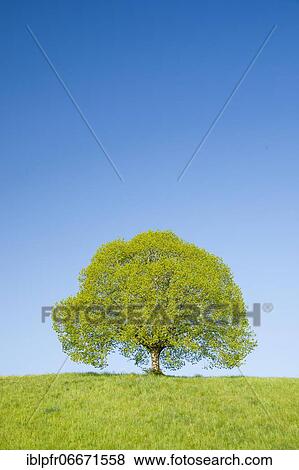 Stock Photo - Lime tree near Ebmatingen in the Zurich Oberland, Switzerland, Europe. Fotosearch