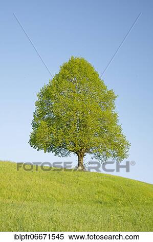 Lime tree near Ebmatingen in the Zurich Oberland, Switzerland, Europe View Large Photo Image Stock Photography - Lime tree near Ebmatingen in the Zurich Oberland, Switzerland, Europe. Fotosearch