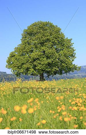 Lime tree (Tilia cordata) Mill., Lime tree, in spring, Switzerland, Europe View Large Photo Image Stock Photo - Lime tree (Tilia cordata) Mill., Lime tree, in spring, Switzerland, Europe. Fotosearch