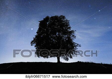 Lime tree under starry sky, Zurich Oberland, Switzerland, Europe View Large Photo Image Stock Photo - Lime tree under starry sky, Zurich Oberland, Switzerland, Europe. Fotosearch