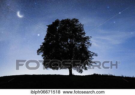 Lime tree under starry sky, Zurich Oberland, Switzerland, Europe View Large Photo Image Stock Photo - Lime tree under starry sky, Zurich Oberland, Switzerland, Europe. Fotosearch