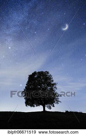 Lime tree under starry sky, Zurich Oberland, Switzerland, Europe View Large Photo Image Stock Photo - Lime tree under starry sky, Zurich Oberland, Switzerland, Europe. Fotosearch