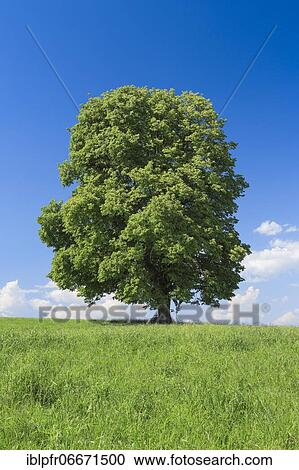 Lime tree, Zurich Oberland, Switzerland, Europe View Large Photo Image Stock Image - Lime tree, Zurich Oberland, Switzerland, Europe. Fotosearch