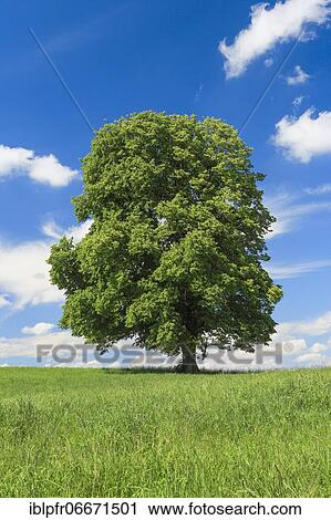 Lime tree, Zurich Oberland, Switzerland, Europe View Large Photo Image Stock Image - Lime tree, Zurich Oberland, Switzerland, Europe. Fotosearch
