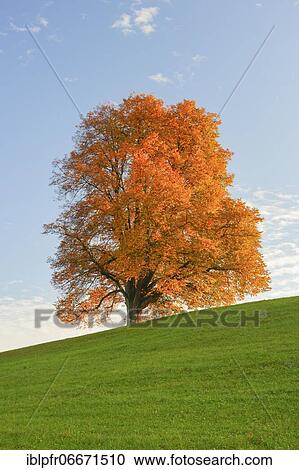 Lime tree, Zurich Oberland, Switzerland, Europe View Large Photo Image Stock Image - Lime tree, Zurich Oberland, Switzerland, Europe. Fotosearch