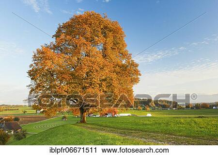 Stock Image - Lime tree, Zurich Oberland, Switzerland, Europe. Fotosearch
