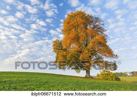 Lime tree, Zurich Oberland, Switzerland, Europe View Large Photo Image Stock Image - Lime tree, Zurich Oberland, Switzerland, Europe. Fotosearch