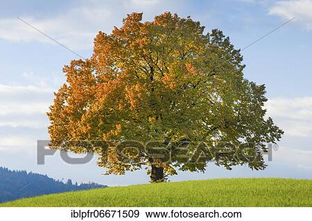 Lime tree, Zurich Oberland, Switzerland, Europe View Large Photo Image Stock Photo - Lime tree, Zurich Oberland, Switzerland, Europe. Fotosearch