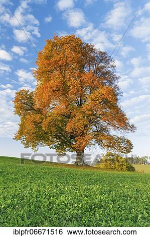Lime tree, Zurich Oberland, Switzerland, Europe View Large Photo Image Stock Photograph - Lime tree, Zurich Oberland, Switzerland, Europe. Fotosearch