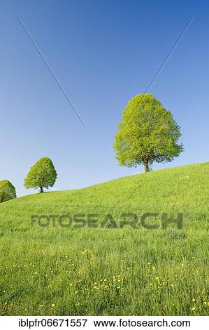 Linden near Ebmatingen in the Zurich Oberland, Switzerland, Europe View Large Photo Image Stock Photo - Linden near Ebmatingen in the Zurich Oberland, Switzerland, Europe. Fotosearch