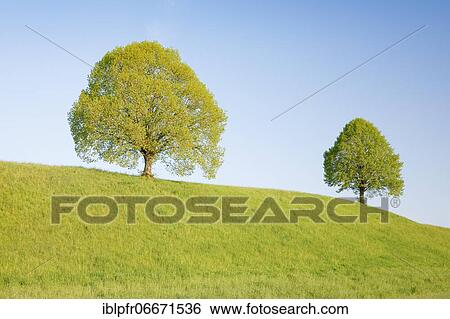 Stock Photograph - Linden near Ebmatingen in the Zurich Oberland, Switzerland, Europe. Fotosearch