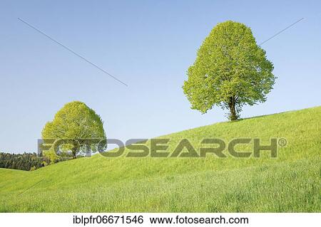 Linden near Ebmatingen in the Zurich Oberland, Switzerland, Europe View Large Photo Image Stock Photograph - Linden near Ebmatingen in the Zurich Oberland, Switzerland, Europe. Fotosearch