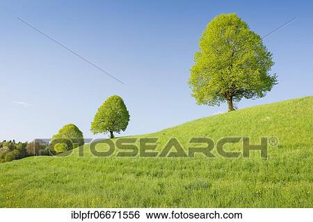 Linden near Ebmatingen in the Zurich Oberland, Switzerland, Europe View Large Photo Image Stock Photograph - Linden near Ebmatingen in the Zurich Oberland, Switzerland, Europe. Fotosearch