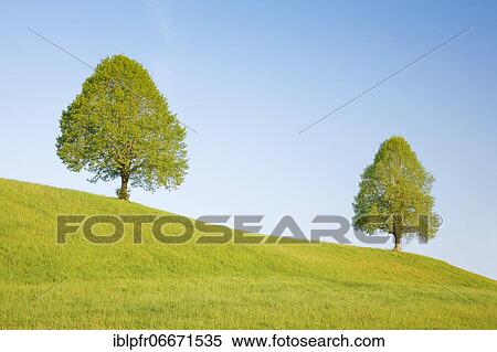 Linden near Ebmatingen in the Zurich Oberland, Switzerland, Europe View Large Photo Image Stock Photography - Linden near Ebmatingen in the Zurich Oberland, Switzerland, Europe. Fotosearch