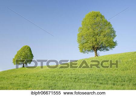 Linden near Ebmatingen in the Zurich Oberland, Switzerland, Europe View Large Photo Image Stock Photography - Linden near Ebmatingen in the Zurich Oberland, Switzerland, Europe. Fotosearch