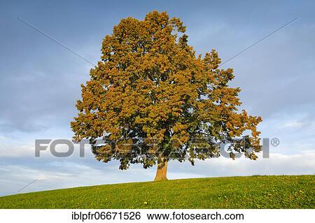 Stock Photograph - Linden tree in Schwellbrunn, AR, Switzerland, Europe. Fotosearch
