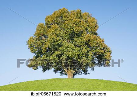 Linden tree on the Hirzel, Switzerland, Europe View Large Photo Image Stock Image - Linden tree on the Hirzel, Switzerland, Europe. Fotosearch