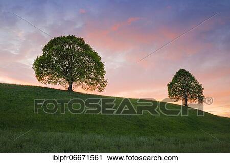 Linden trees near Ebmatingen in the Zurich Oberland View Large Photo Image Stock Image - Linden trees near Ebmatingen in the Zurich Oberland. Fotosearch