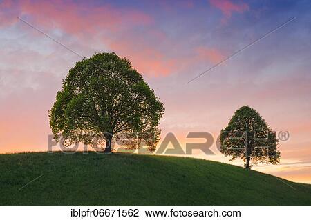 Linden trees near Ebmatingen in the Zurich Oberland View Large Photo Image Stock Image - Linden trees near Ebmatingen in the Zurich Oberland. Fotosearch