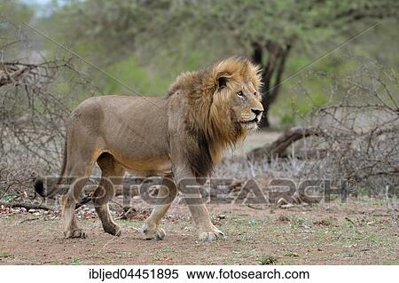Lion (Panthera leo), adult male walking, Kruger National Park, South Africa, Africa View Large Photo Image Stock Photography - Lion (Panthera leo), adult male walking, Kruger National Park, South Africa, Africa. Fotosearch