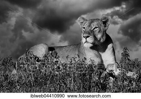 Lioness (Panthera leo) on the lookout, Okavango Delta, Botswana, Africa View Large Photo Image Stock Image - Lioness (Panthera leo) on the lookout, Okavango Delta, Botswana, Africa. Fotosearch