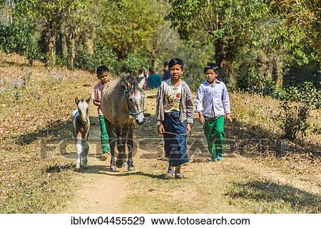 Little boys with horses, Palaung hilltribe, Palaung Village, Kyaukme, Shan State, Myanmar, Asia View Large Photo Image Stock Photo - Little boys with horses, Palaung hilltribe, Palaung Village, Kyaukme, Shan State, Myanmar, Asia. Fotosearch