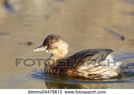 Little Grebe (Tachybaptus ruficollis), plumage, bird swimming on lake, Middle Elbe Biosphere Reserve, Saxony-Anhalt, Germany, Europe View Large Photo Image Stock Image - Little Grebe (Tachybaptus ruficollis), plumage, bird swimming on lake, Middle Elbe Biosphere Reserve, Saxony-Anhalt, Germany, Europe. Fotosearch
